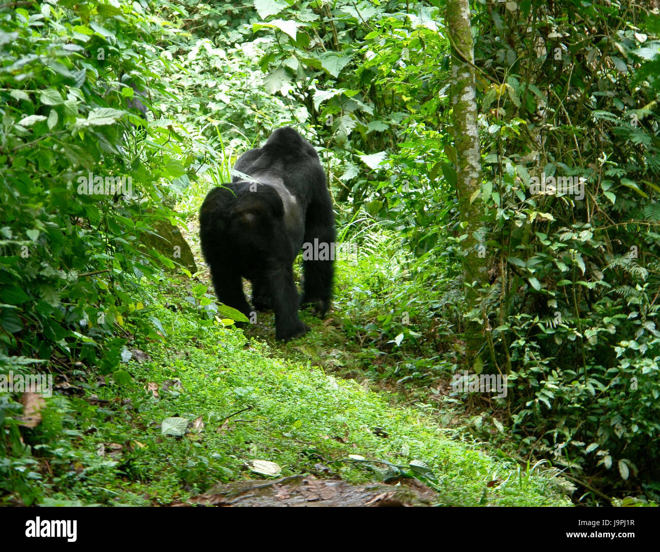 animal, africa, gorilla, environment, milieu, uganda, nature, animal, mammal, Stock Photo