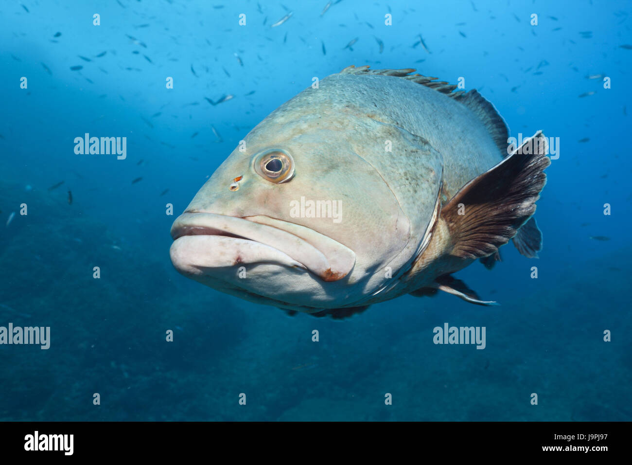 Dusky sea perch hi-res stock photography and images - Alamy