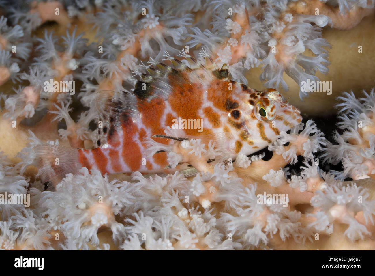 Tasteless raft coral guard,Cirrhitychthys aprinus,Raja Ampat,west Papua,Indonesia, Stock Photo