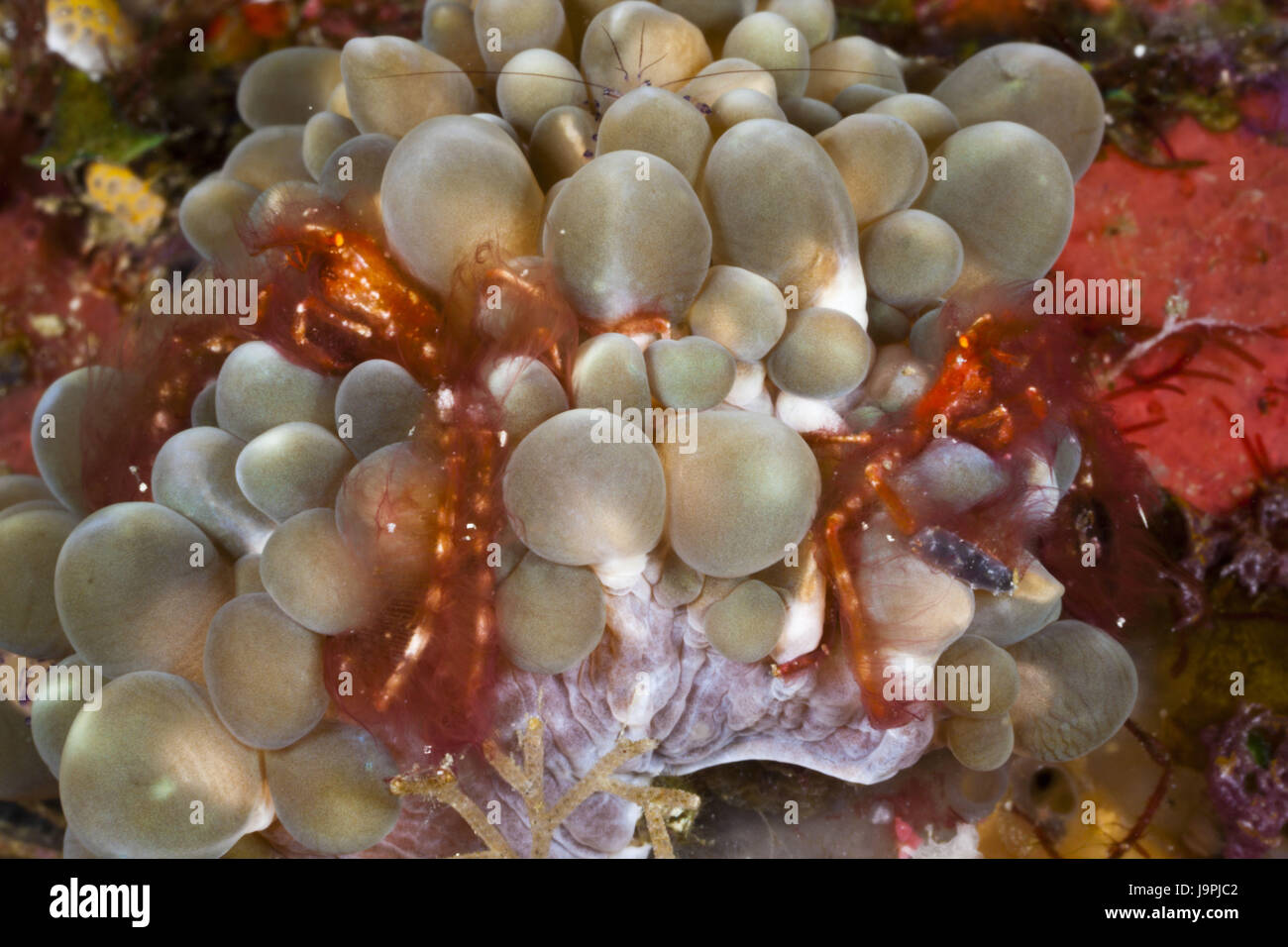 Couple orang-utan crabs in bubble coral,Achaeus japonicus,Raja Ampat,west Papua,Indonesia, Stock Photo