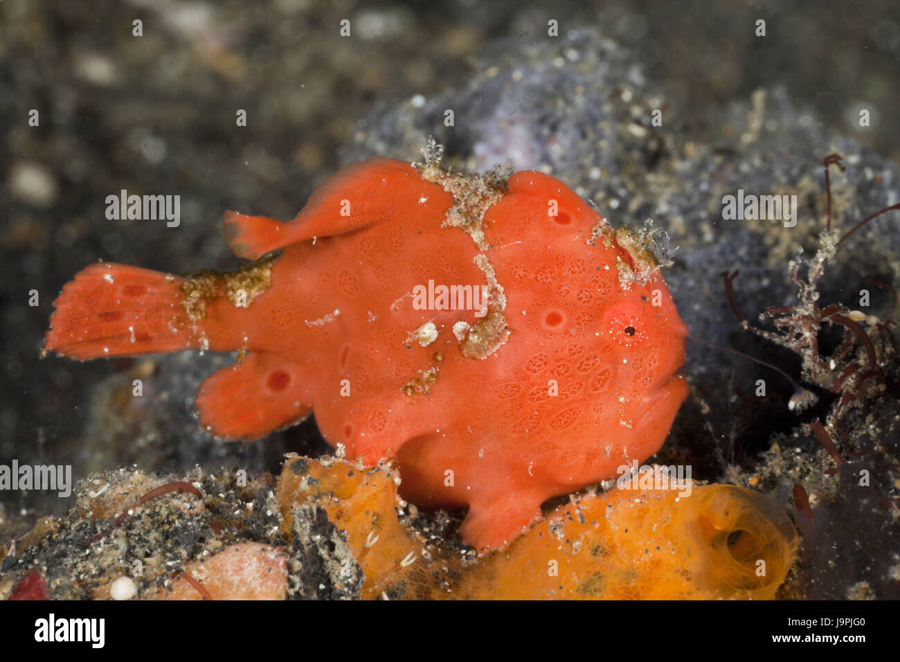 Red Round Blotch Angler S Fish Moves Fishing Rod 3 Antennarius Pictus Lembeh Strait The North Sulawesi Indonesia Stock Photo Alamy