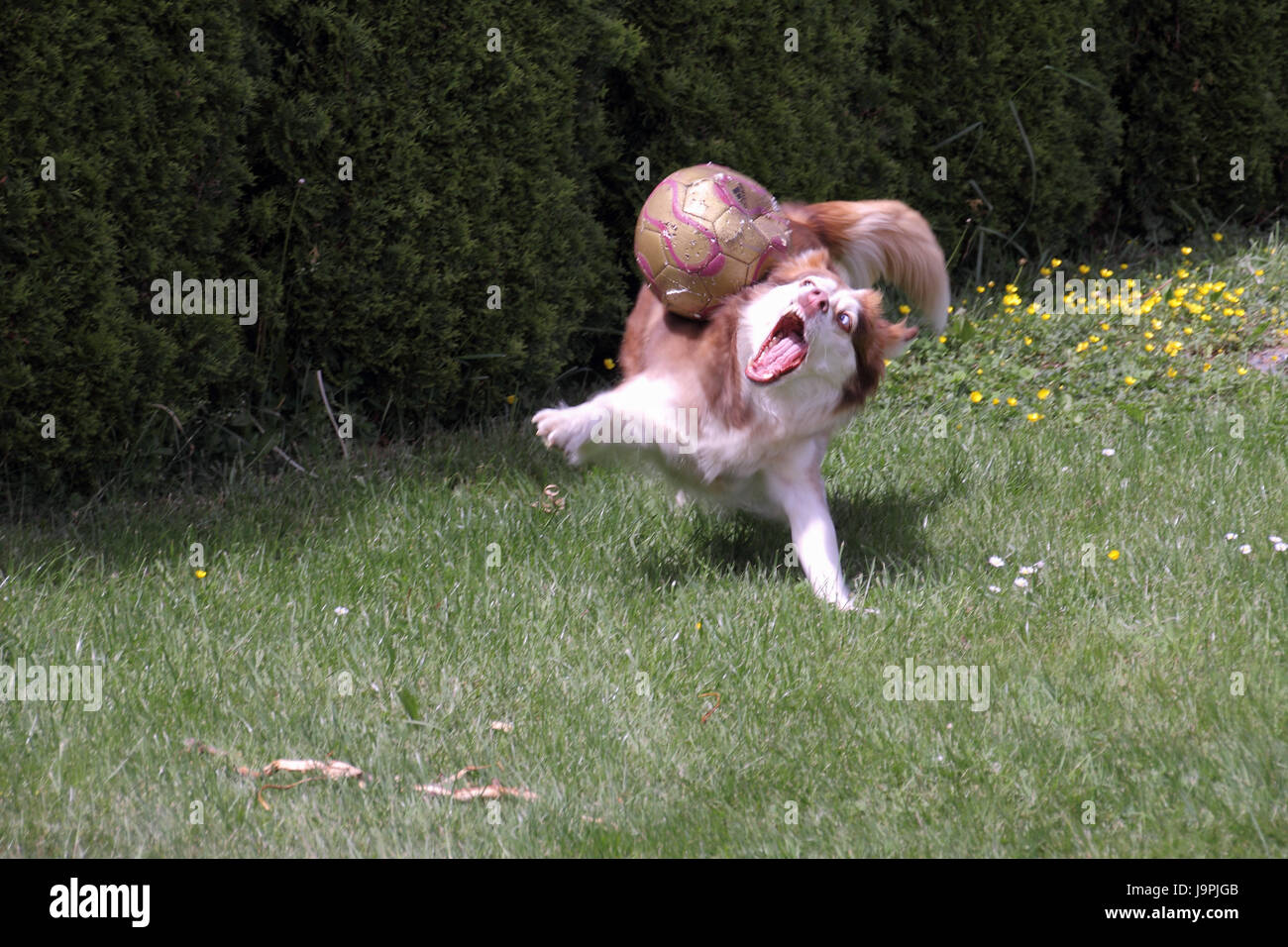 husky playing with soccer Stock Photo - Alamy