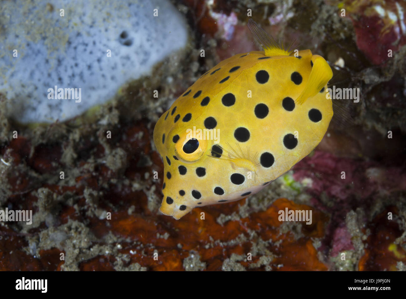 Yellowish-brown suitcase fish,Ostracion cubicus,Lembeh Strait,the north Sulawesi,Indonesia, Stock Photo