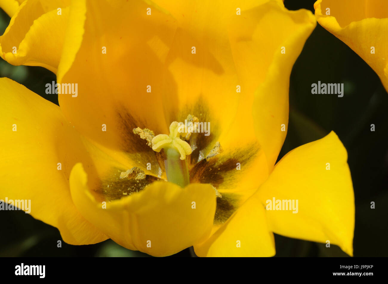 Tulip blossom,yellow,close up,flower,blossom,Hybrid,lily plant,dust