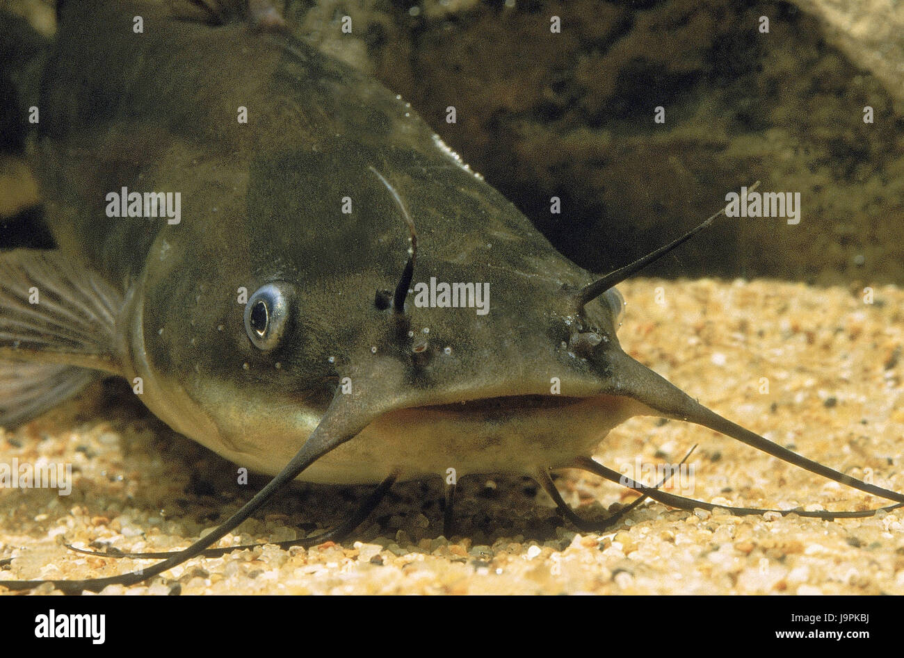 Cat's european catfish,Ictalurus nebulosus, Stock Photo