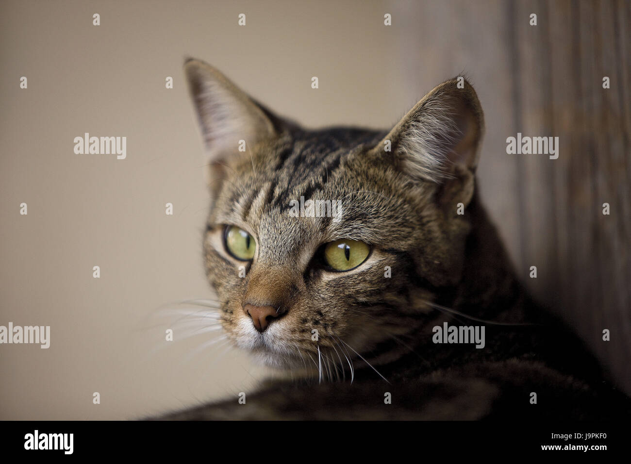 House cat,portrait, Stock Photo