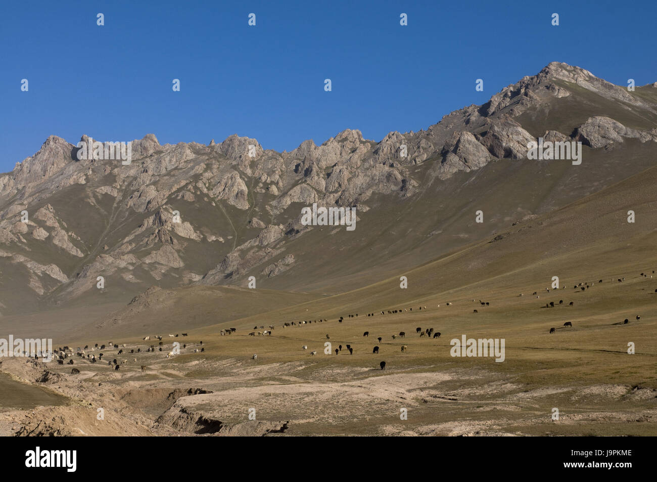 Wild horses and mountains of Sary Tash,Kirghizistan, Stock Photo