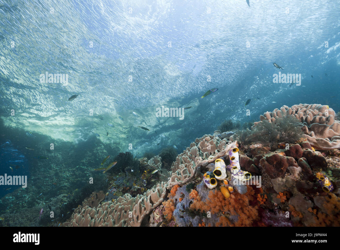 Coral reef,Raja Ampat,west Papua,Indonesia, Stock Photo