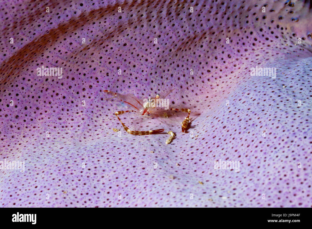 Partner's shrimp on fungus,Periclimenes cf. tenuipes,Raja Ampat,west Papua,Indonesia, Stock Photo