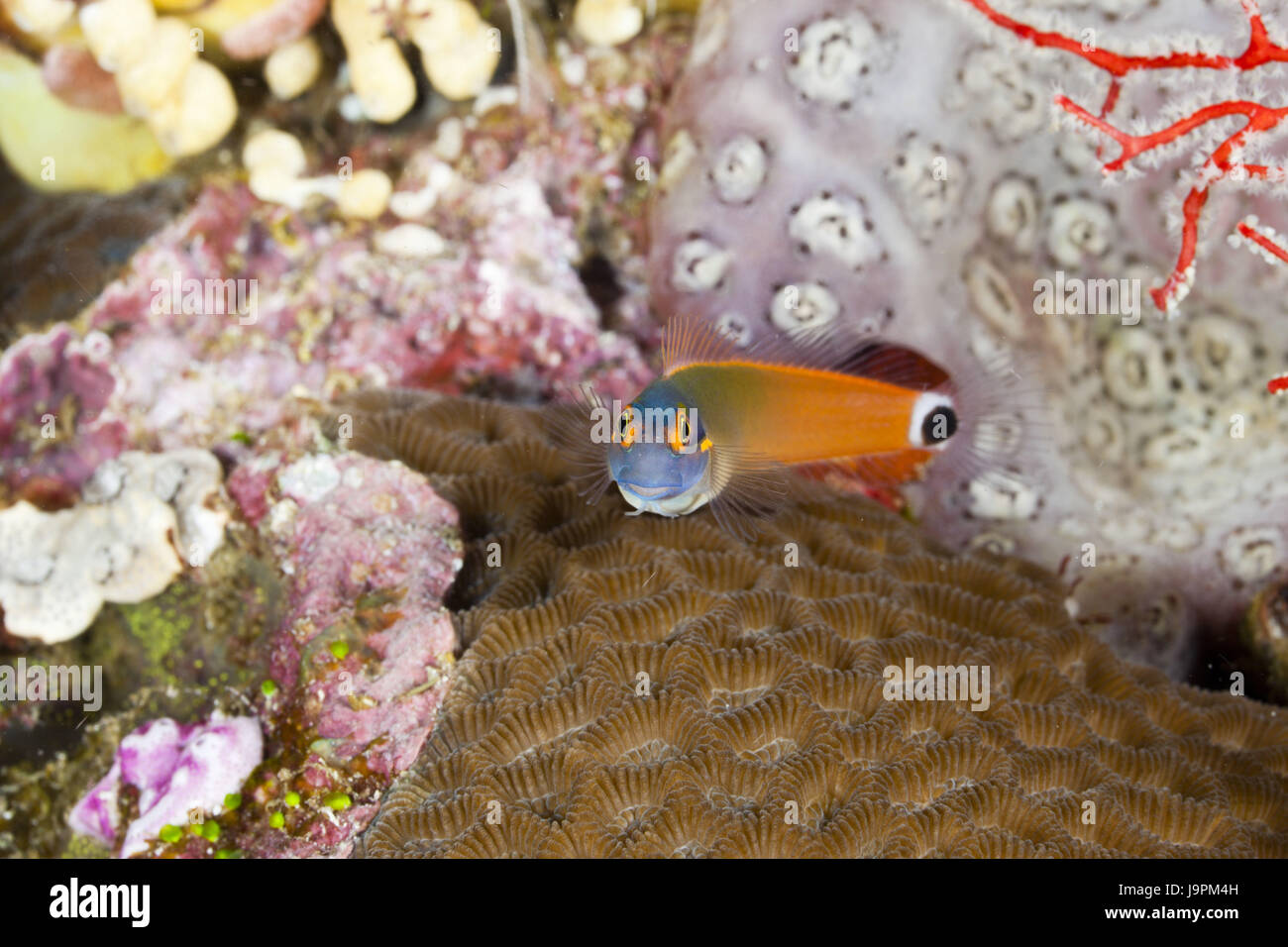 Black dot-Kammzähner Mucus fish,Ecsenius stigmatura,Raja Ampat,west Papua,Indonesia, Stock Photo