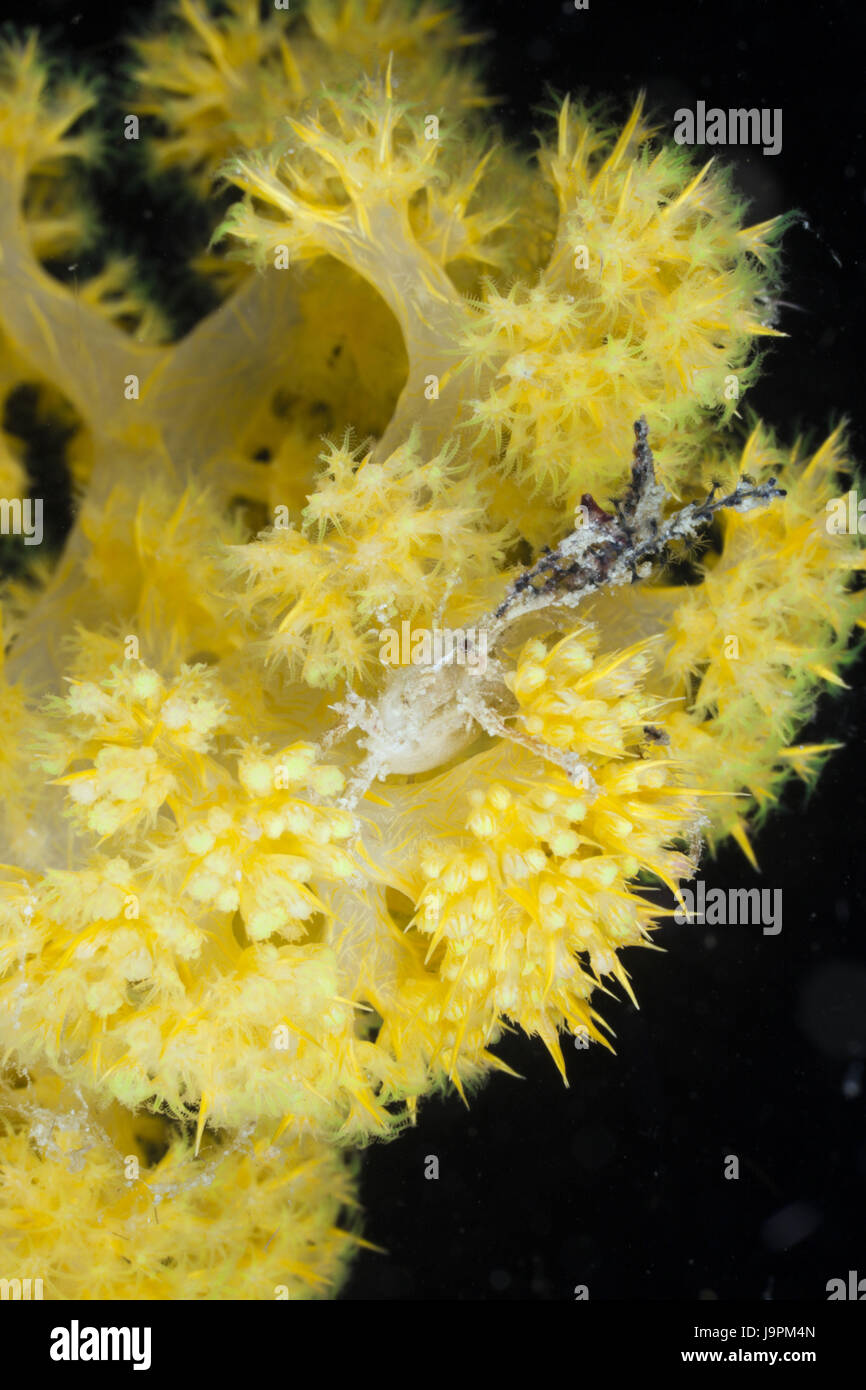 Spinning crab in yellow soft coral,Macropodia sp.,Raja Ampat,west Papua,Indonesia, Stock Photo