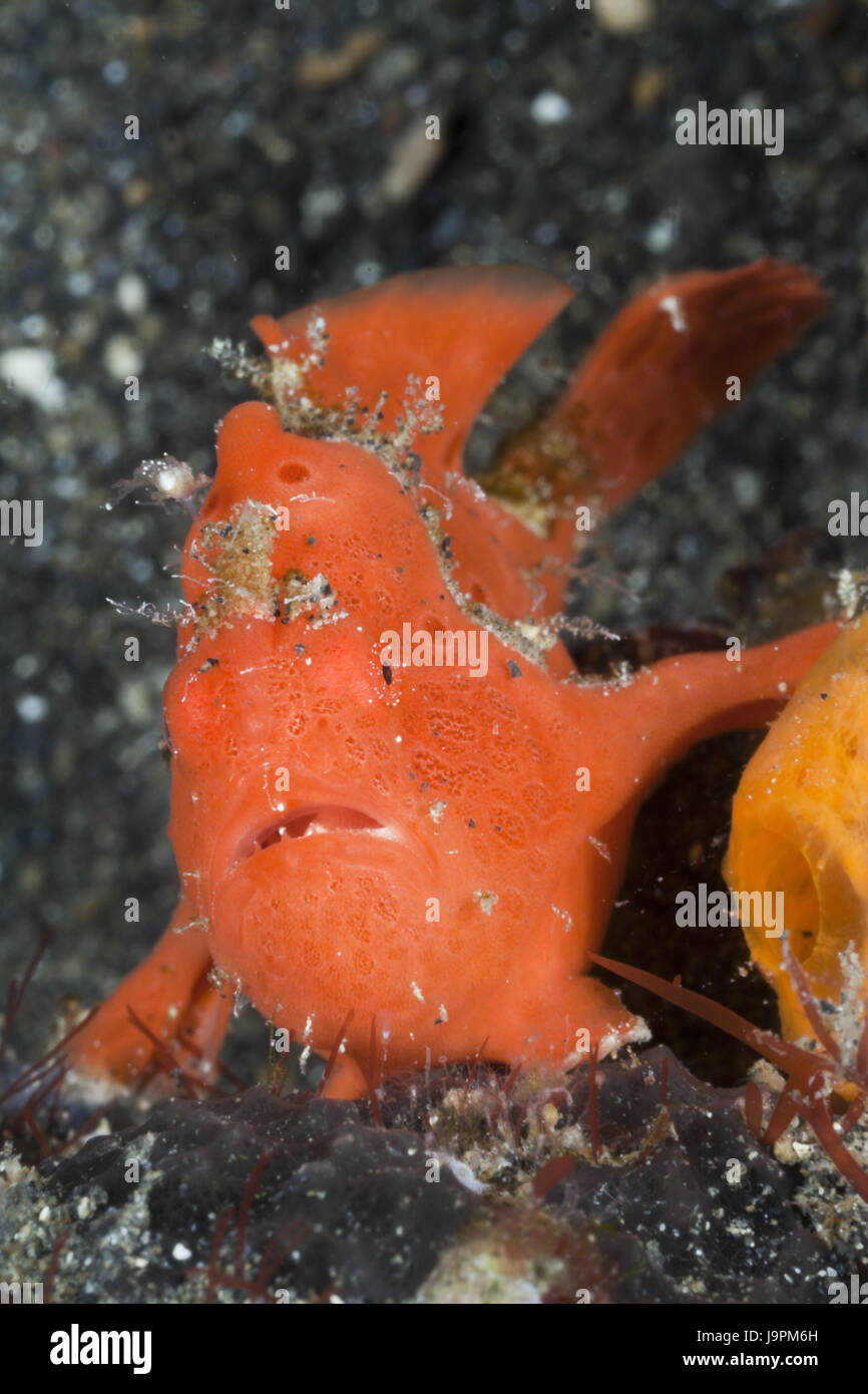 Red Round Blotch Angler S Fish Antennarius Pictus Lembeh Strait The Stock Photo Alamy Red Round Blotch Angler S Fish Antennarius Pictus Lembeh Strait The Stock Photo Alamy