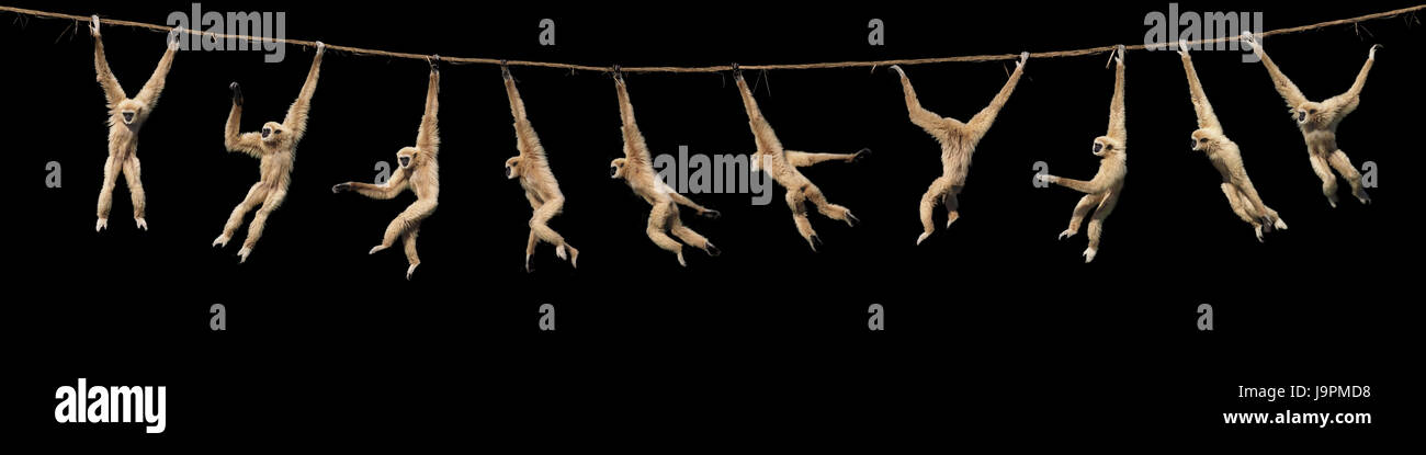 White hand gibbon,Hylobates lar,females,liana,hang,motions, Stock Photo