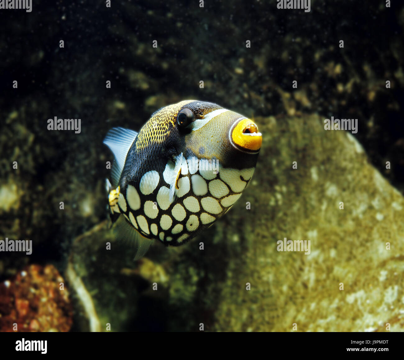 Leopard-pushbutton fish,Balistoides conspicillum, Stock Photo