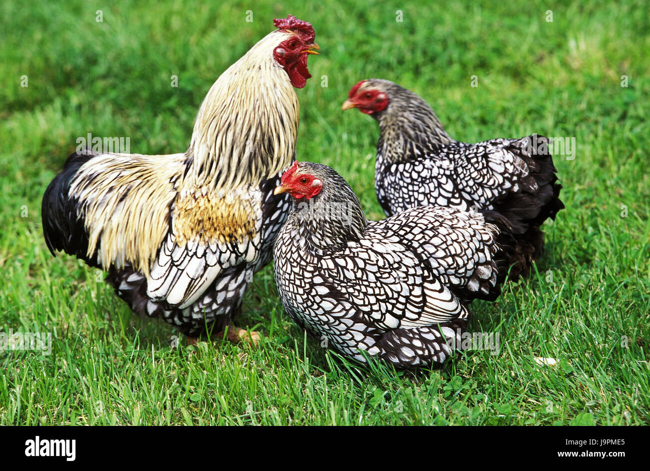 Poultry,poultry race,Wyandotte Ecaillee, Stock Photo