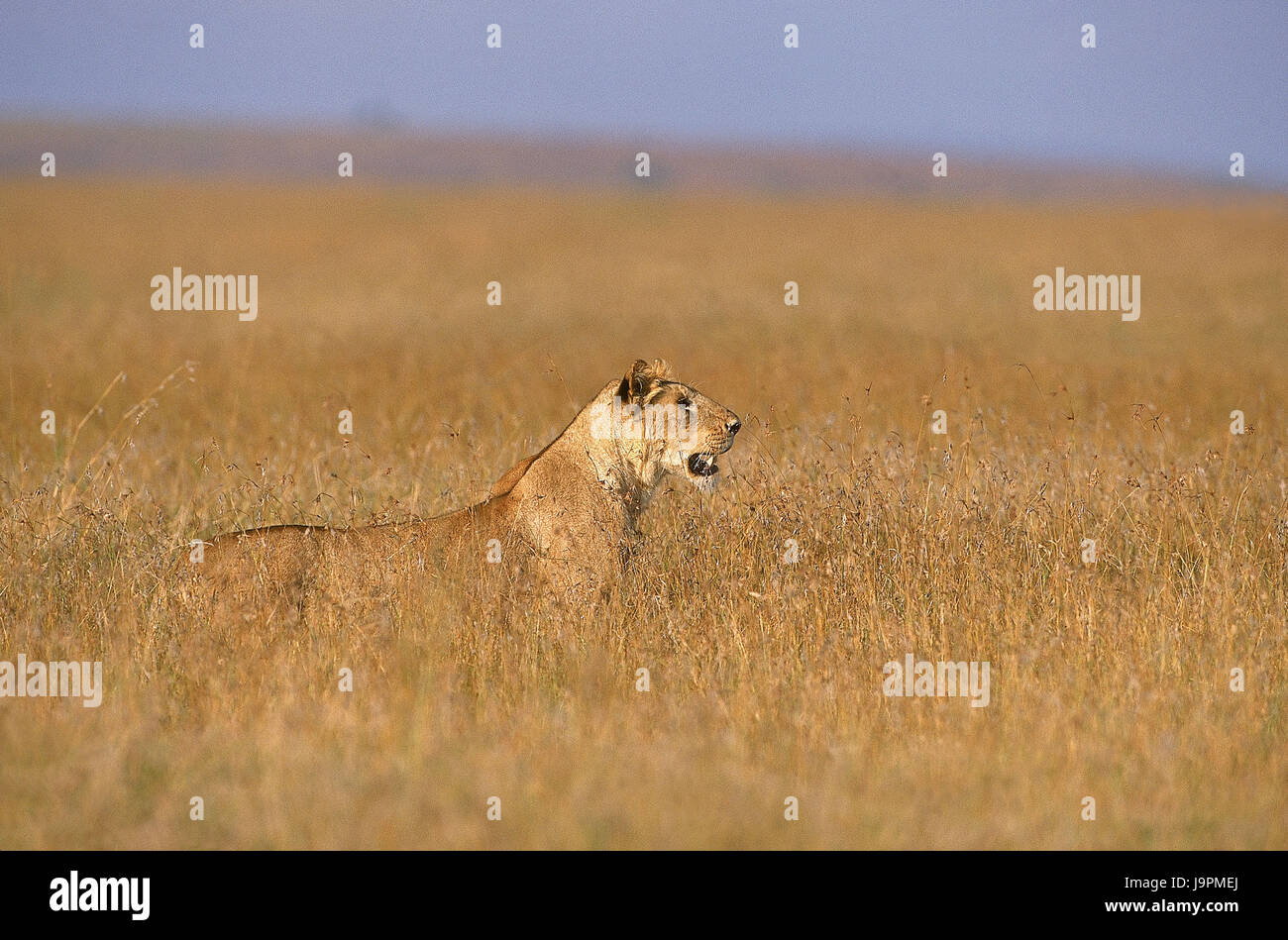 Full grown lion hi-res stock photography and images - Alamy
