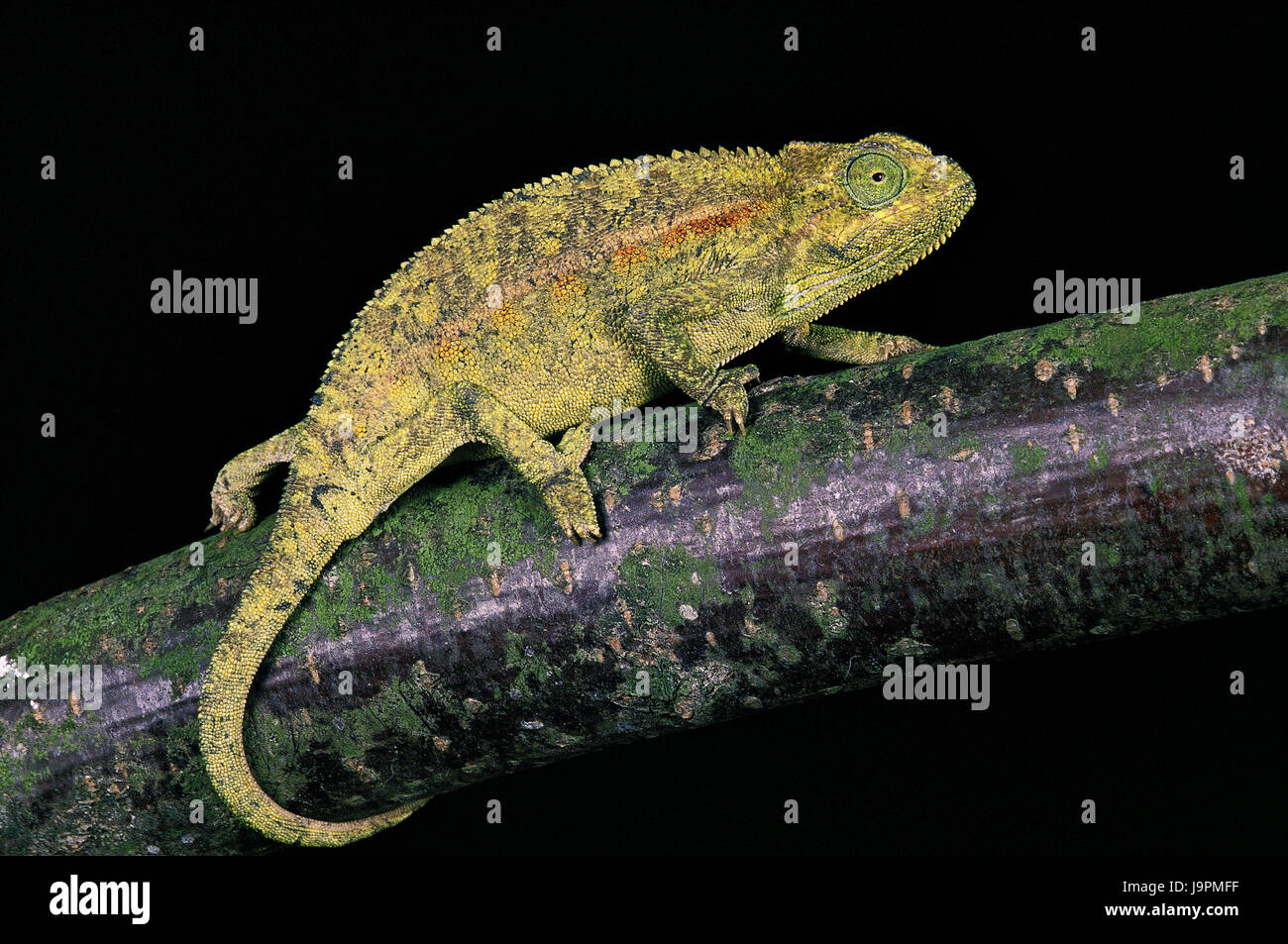 Blue chameleon,Chamaeleo ellioti,branch, Stock Photo
