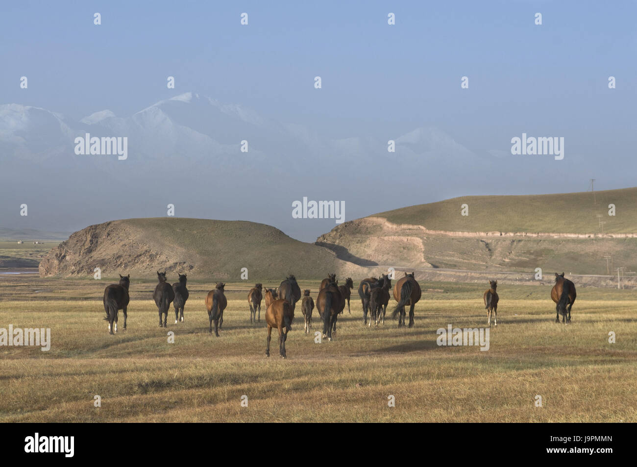Wild horses and mountains of Sary Tash,Kirghizistan, Stock Photo
