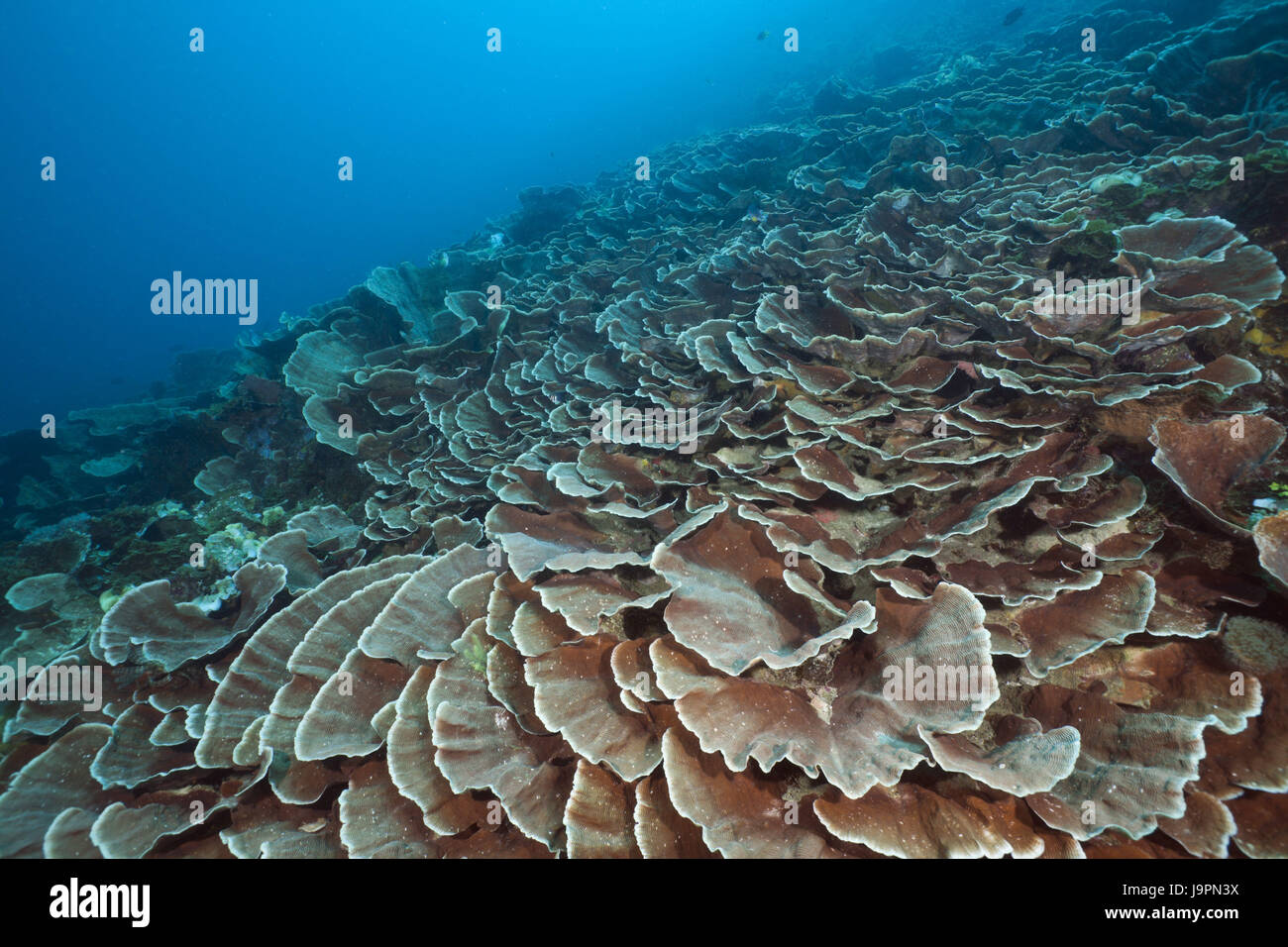 Reef with groove corals,Pachyseris speciosa,Raja Ampat,west Papua,Indonesia, Stock Photo