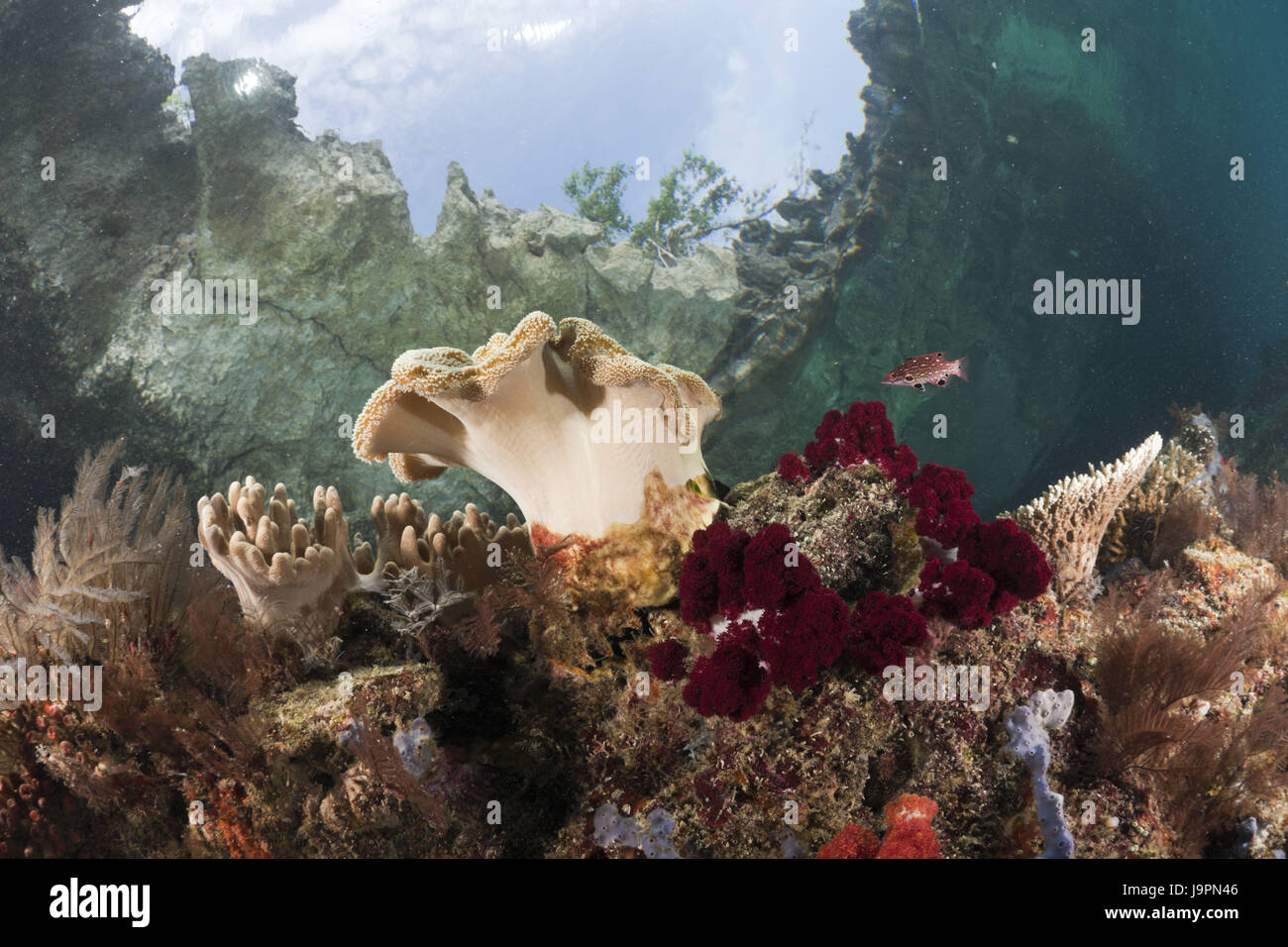 Level coral reef,Raja Ampat,west Papua,Indonesia, Stock Photo
