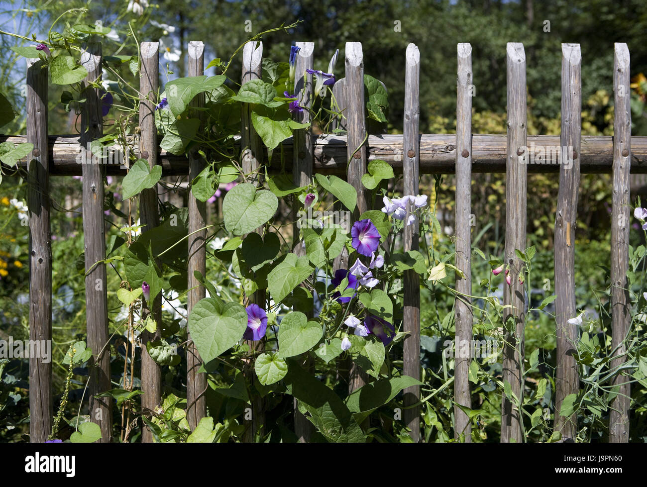 Garden fence,flowers,funnel winch,detail, Stock Photo