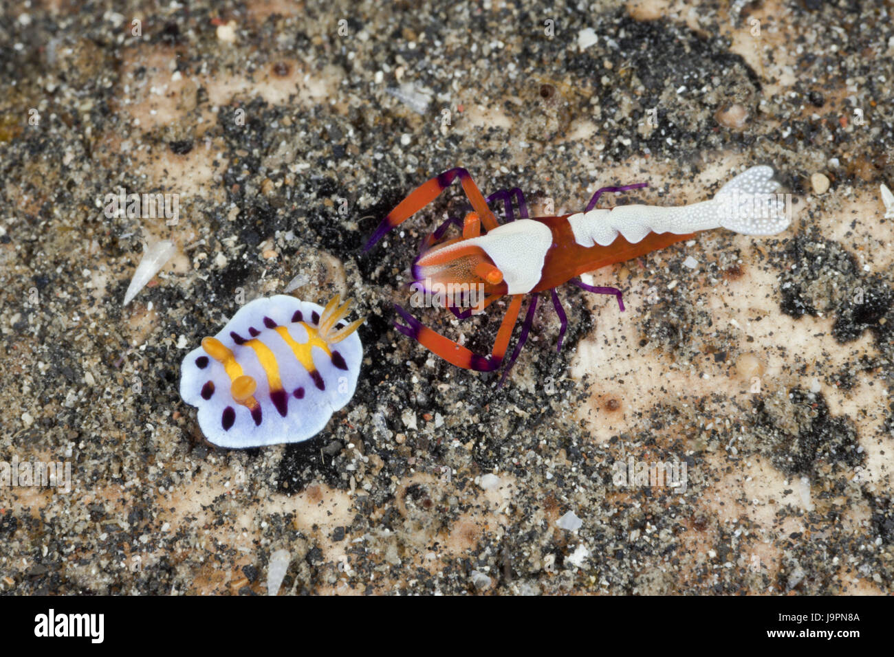 Imperator's shrimp with small slug,Periclimenes imperator,Chromodoris sp.,Lembeh Strait,the north Sulawesi,Indonesia, Stock Photo