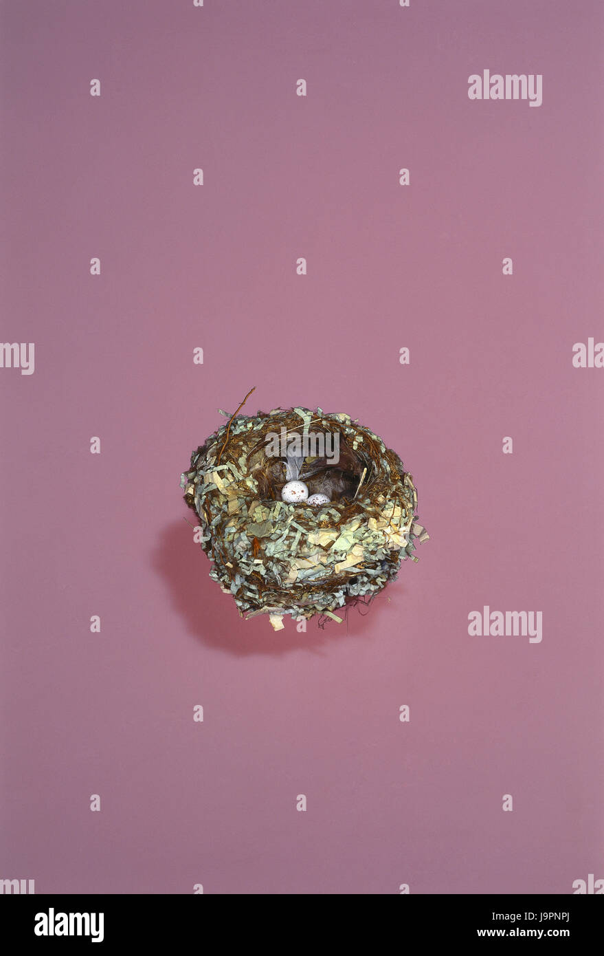 Vogel's nest,eggs,nesting place,breeding place,nest,nest construction,Gelege,Vogel's eggs,two