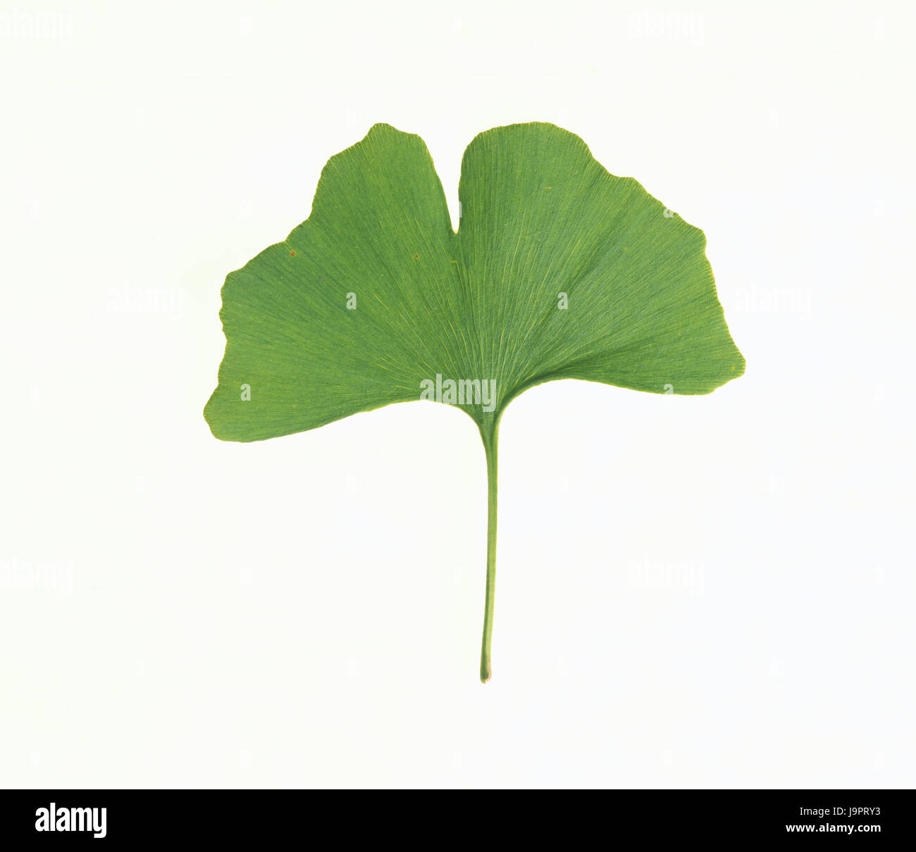 Ginkgo leaves,ginkgo biloba,plants,Asian,medicinal plants,ginkgo,medicament plant,nature drug,ginkgo leaves,leaves,green,professional-shaped,professional leaf tree,icon,fertility icon,longevity,yin yang,object photography,Frei's plate,studio, Stock Photo