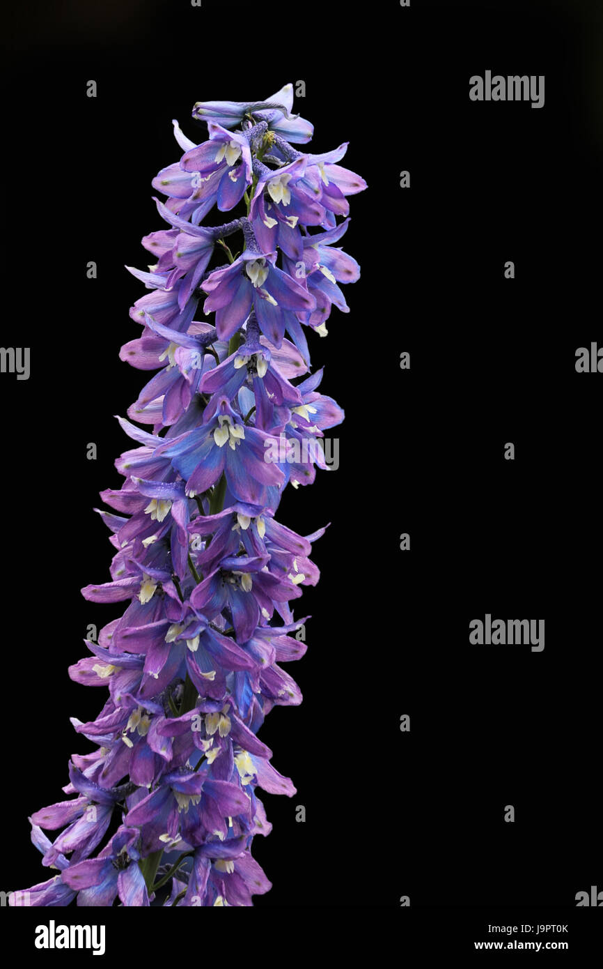 blue, larkspur, toxic, poisonous, blue, flower, plant, bloom, blossom