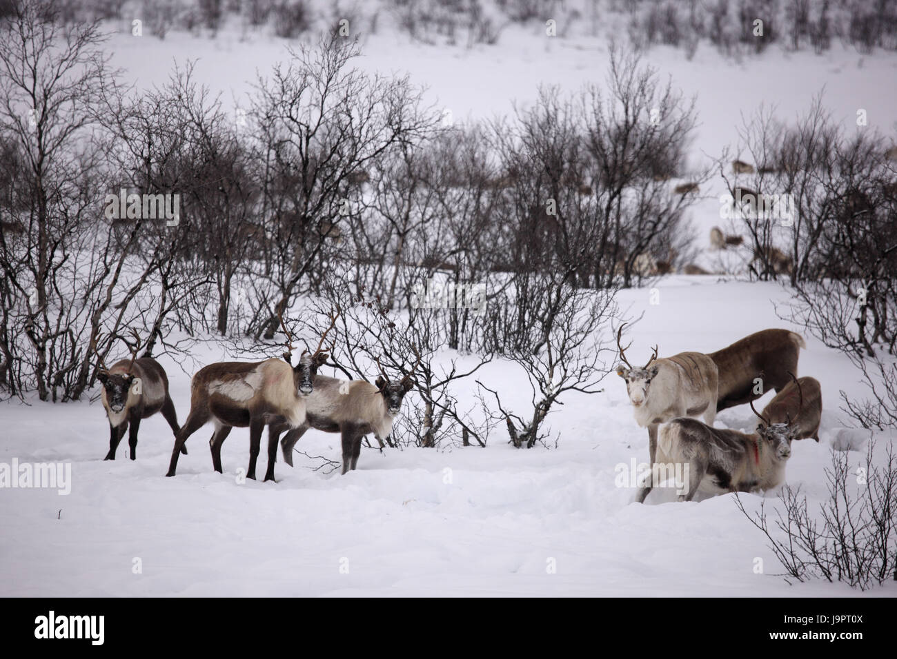 Norway,Finnmark,Finnmarksvidda,reindeers, Stock Photo