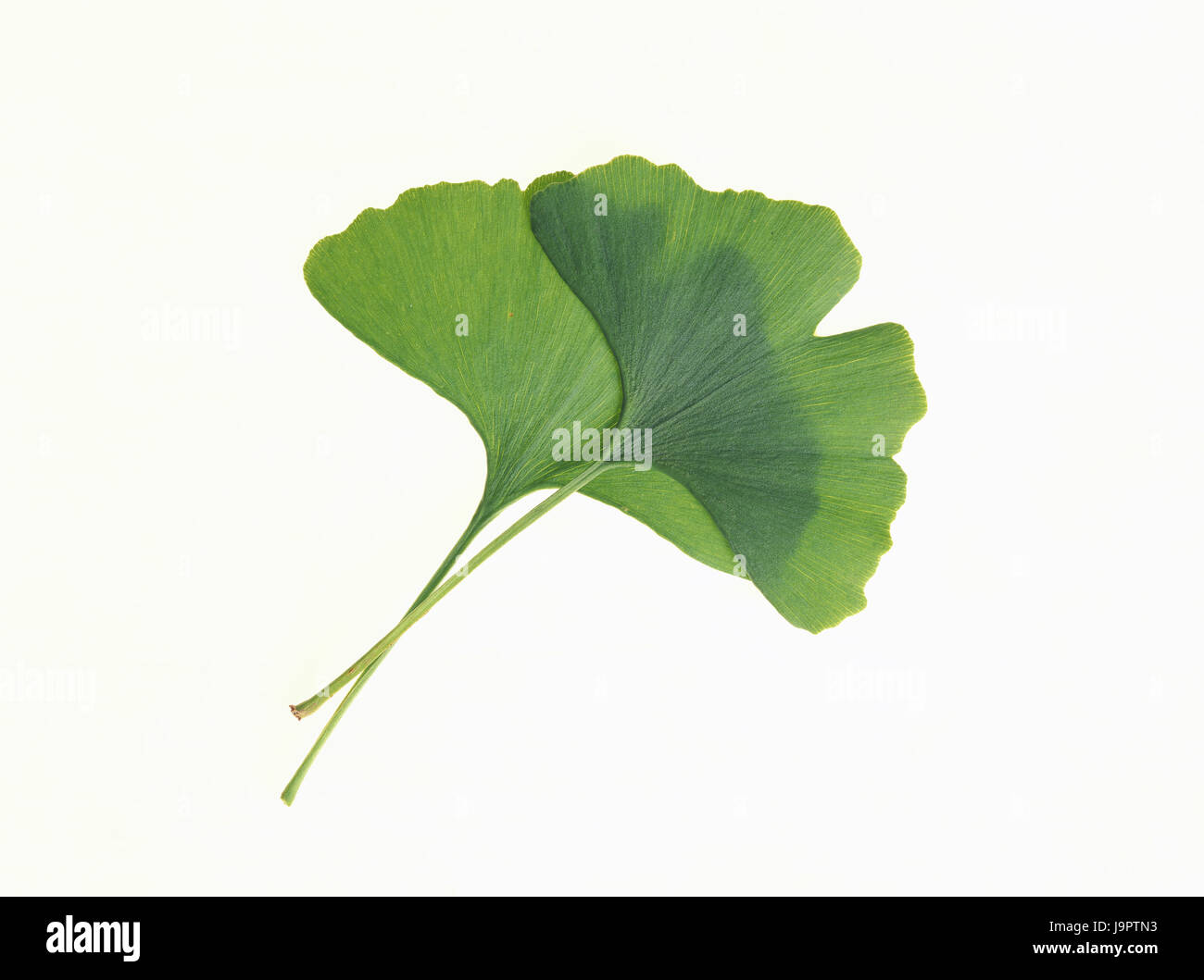 Ginkgo leaves,ginkgo biloba,plants,Asian,medicinal plants,ginkgo,medicament plant,nature drug,ginkgo leaves,leaves,two,green,professional-shaped,professional leaf tree,icon,longevity,fertility icon,yin yang,object photography,Frei's plate,studio, Stock Photo