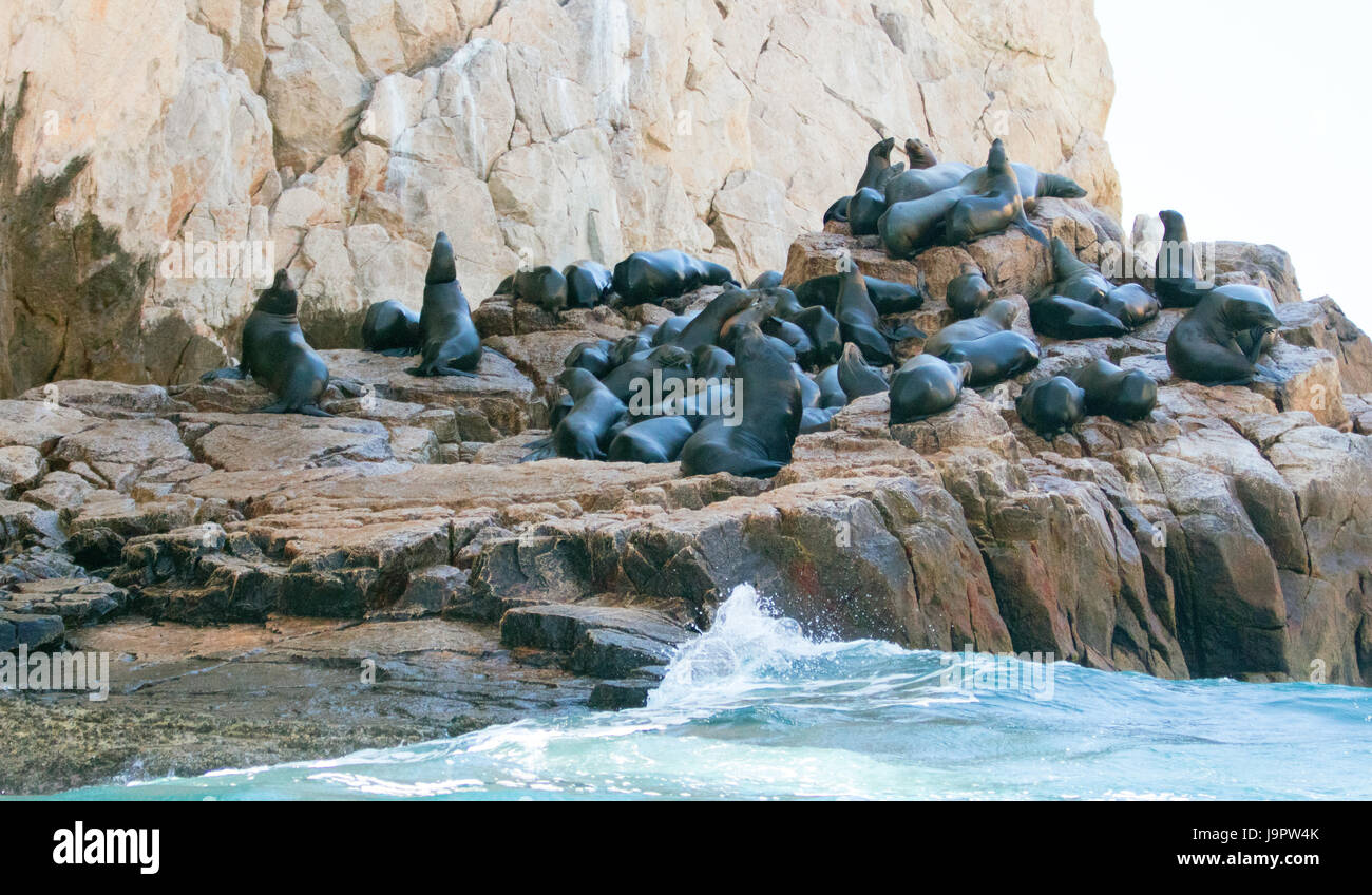 Rising tide on the Sea Lion colony at Lands End in Cabo San Lucas Baja Mexico BCS Stock Photo