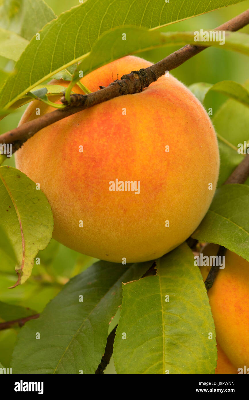Peach orchard at Adair's Orchards, Linn County, Oregon Stock Photo Alamy