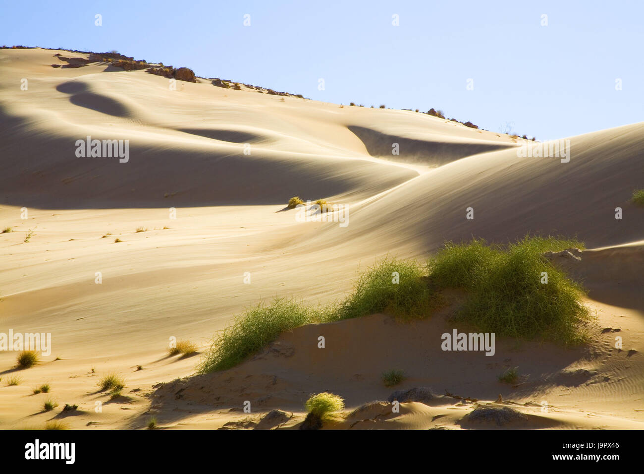 South-West Africa,Namibia,Kunene region,Hartmann,dune area,dune  growth,Narabüsche,grass bundle Stock Photo - Alamy