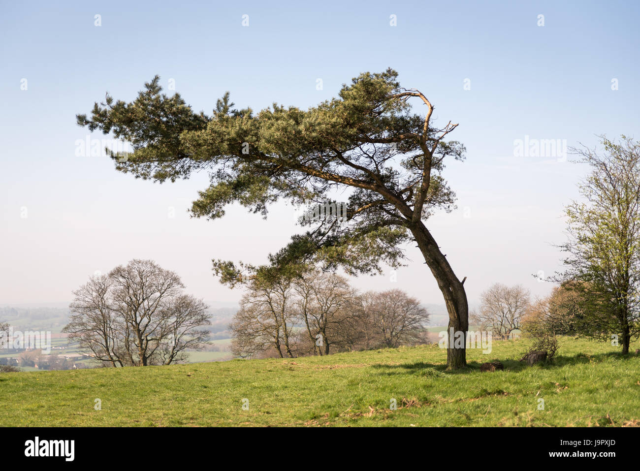 An unusual tree blowing and growing sideways at Waseley Hills Stock