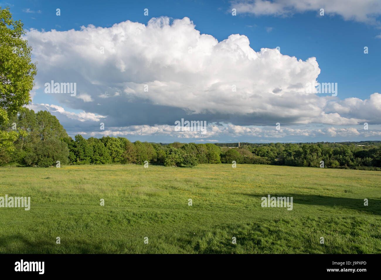 A field with a blue sky and big fluffy white clouds Stock Photo