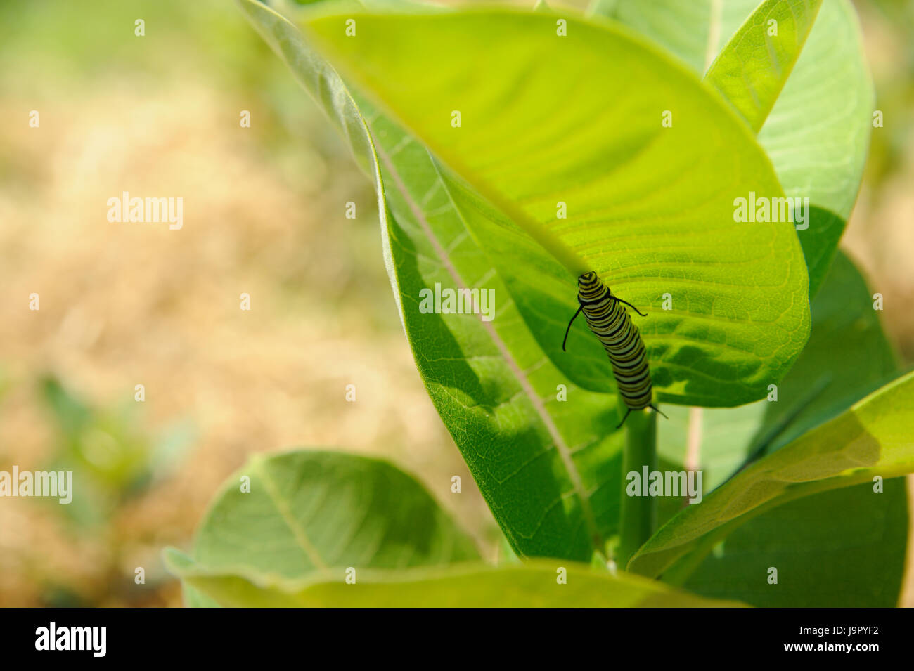 Monarch Caterpillar enjoying some milkweed Stock Photo