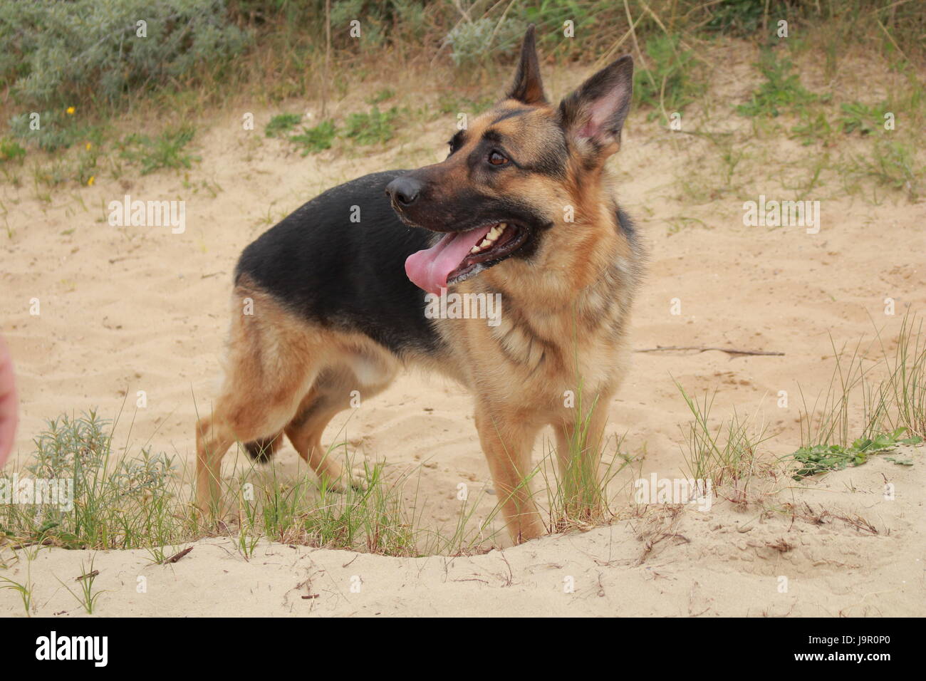 dog german shepherd in the dunes waiting for his master Stock Photo