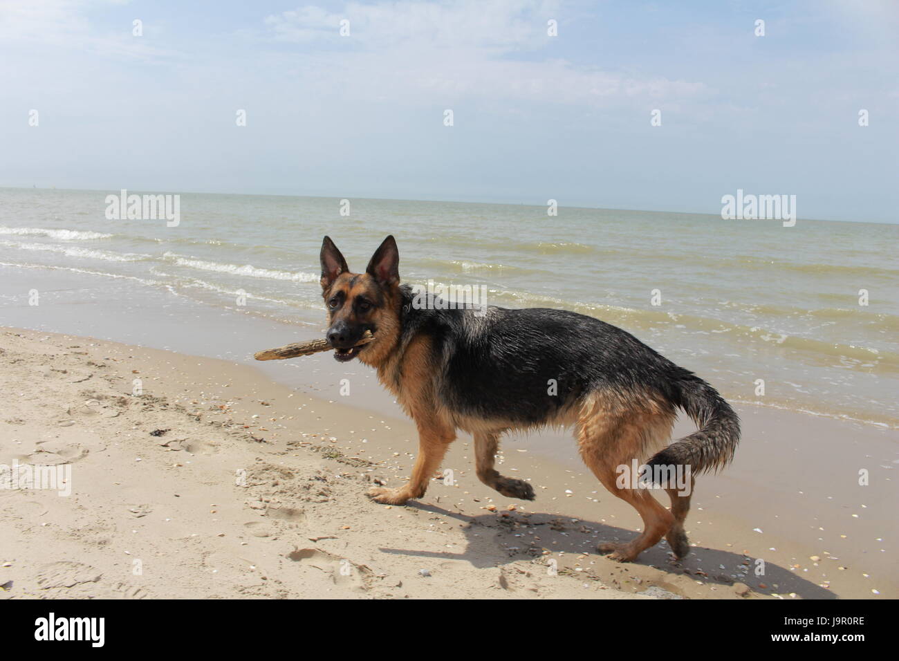 German shepherd dog wears a stick and plays in the sea Stock Photo