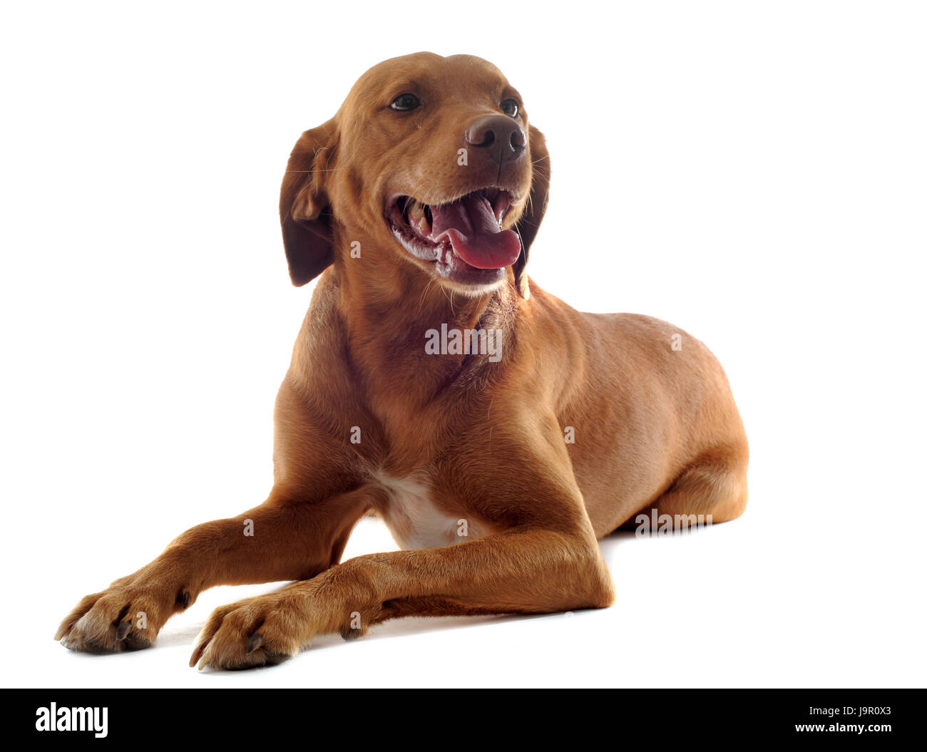 isolated, brown, brownish, brunette, pointer, dog, relaxation, studio, one, Stock Photo