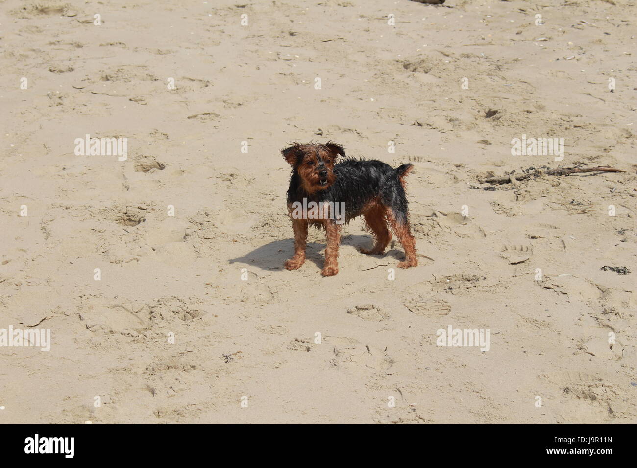 Little dog plays and barks at the beach in the sand Stock Photo
