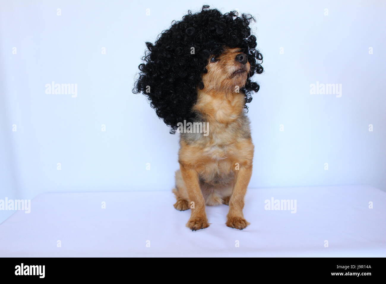 Small dog sitting on white background dressed with a wig Stock Photo