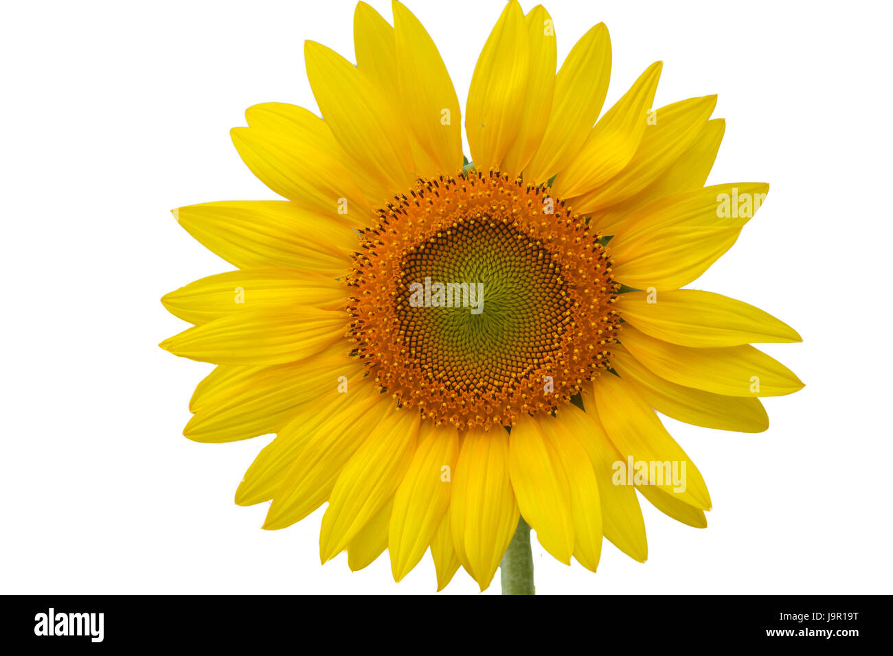 sunflower isolated on white background Stock Photo - Alamy