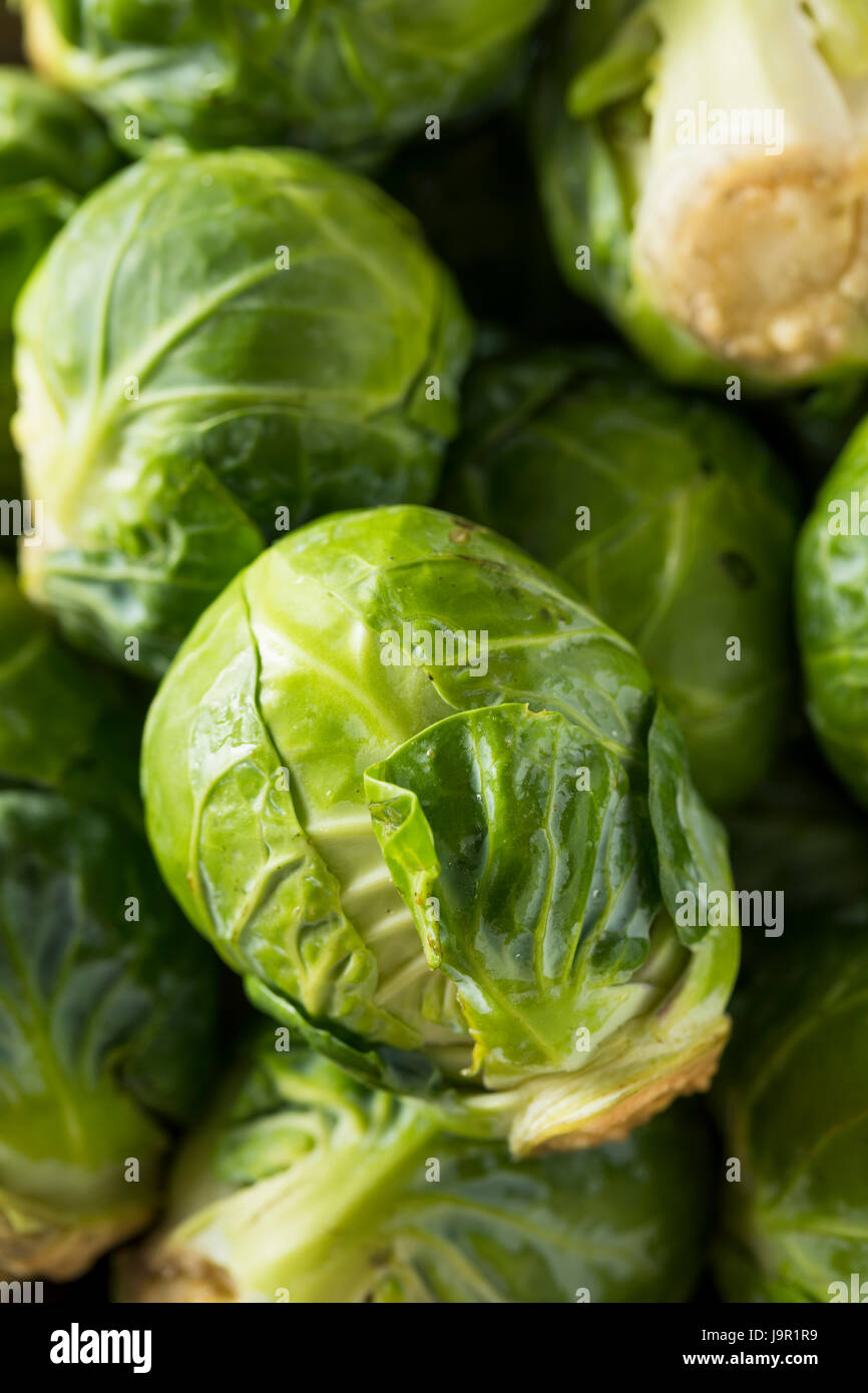 Raw Organic Green Brussel Sprouts Ready to Cook With Stock Photo