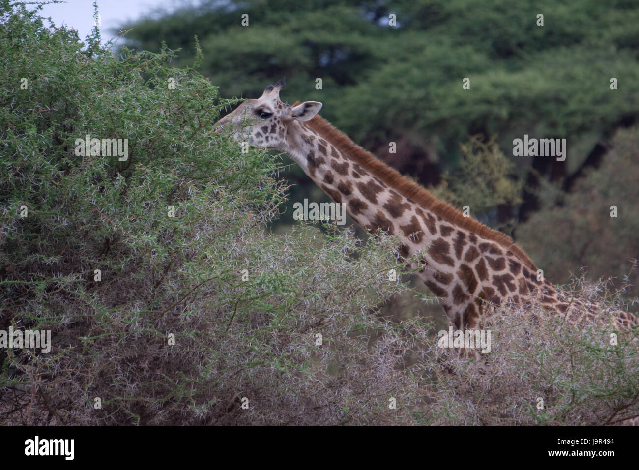giraffe in the bush Stock Photo