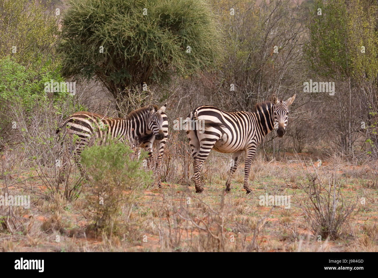 zebras in africa Stock Photo