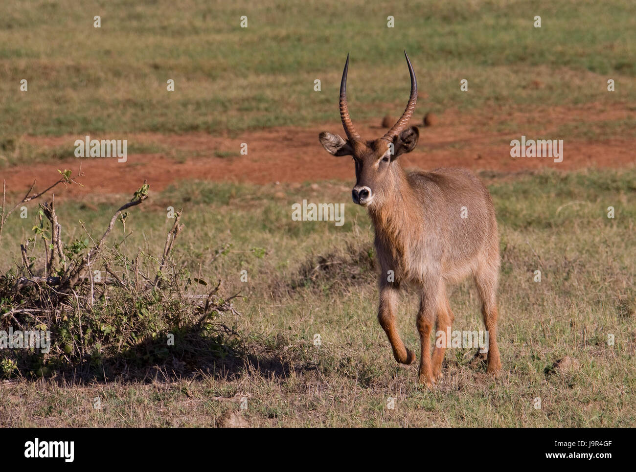 national park, africa, kenya, wildlife, safari, antelope, gazelle, tanzania, Stock Photo