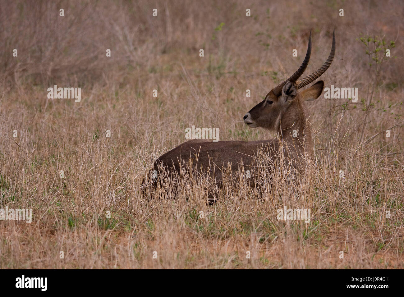 national park, africa, kenya, wildlife, safari, antelope, gazelle, tanzania, Stock Photo
