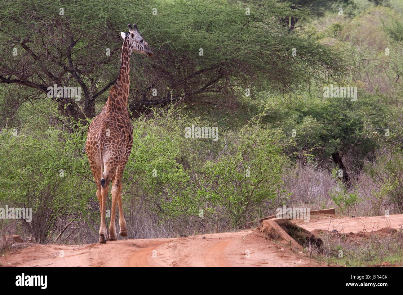national park, africa, kenya, wildlife, safari, giraffe, tanzania, tsavo, Stock Photo