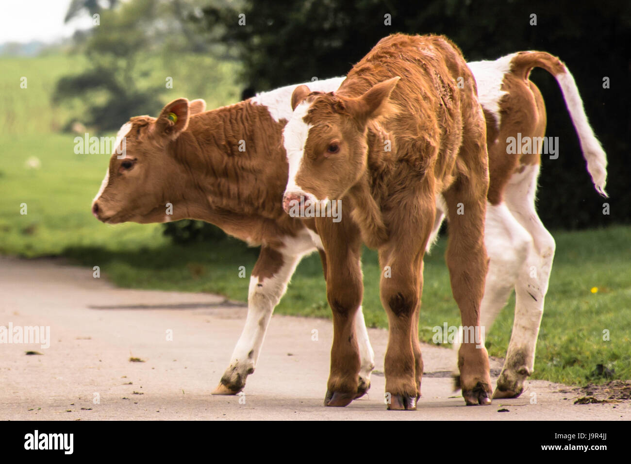 young calves on a road Stock Photo Alamy
